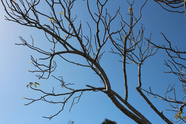 Gołe drzewa w zimie - wysoki kąt - Zdjęcie, obraz
