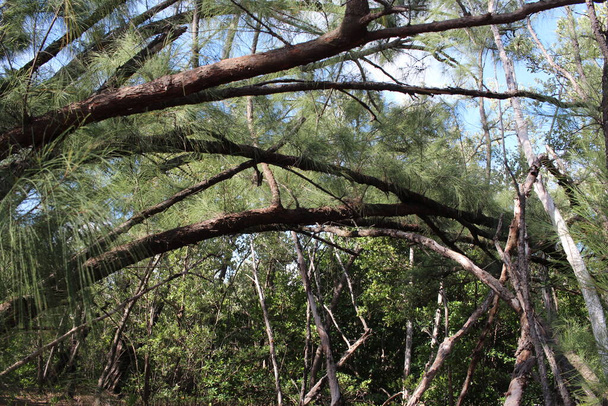 tree branches in the woods - Photo, Image