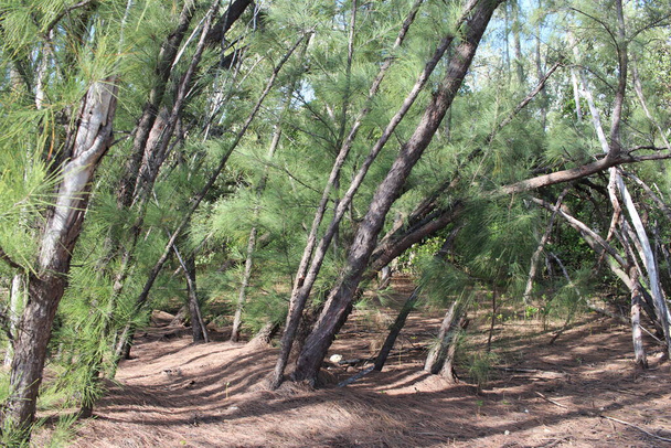 гілки дерева в лісі
 - Фото, зображення
