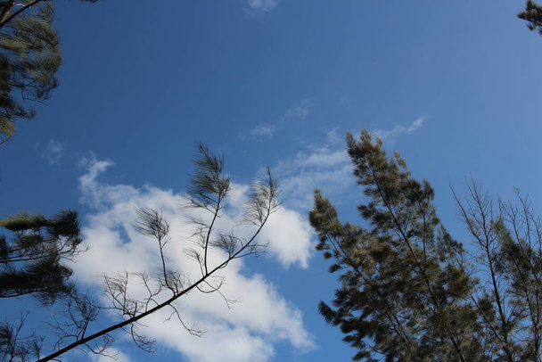 denní stromy vysoký úhel  - Fotografie, Obrázek