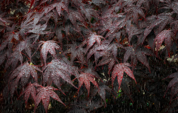 Des gouttelettes d'eau suspendues aux feuilles d'un arbre connu sous le nom d'Acer pourpre et d'érable japonais. - Photo, image