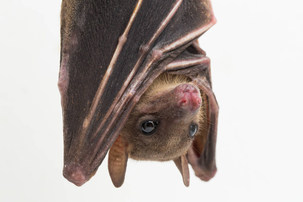  Indonesian Short-nosed Fruit Bat Cynopterus titthaecheilus isolated on white background - Photo, Image