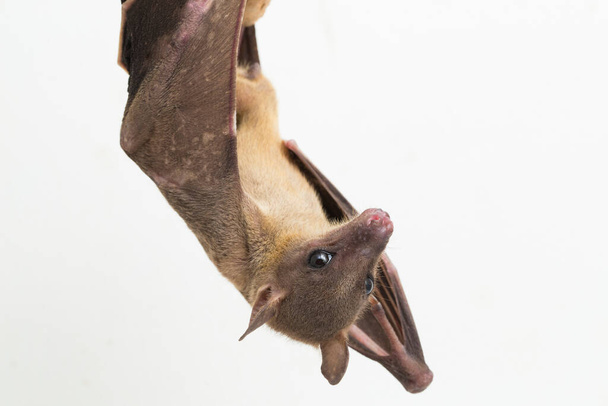  Bat de frutas de nariz corta indonesio Cynopterus titthaecheilus aislado sobre fondo blanco - Foto, imagen