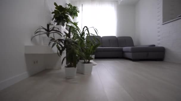 nappali áttekintése, nappali és konyha üres - Felvétel, videó