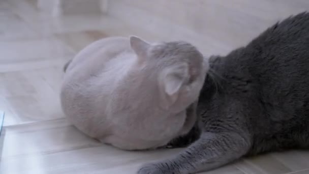 Két Szürke Brit Belföldi Macskák Harapni Egymást, Harc, Támadás, Játssz A padlón. 4K - Felvétel, videó