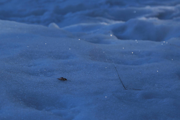 Zmrzlý sníh ozářený slunečním svitem, Itálie - Fotografie, Obrázek