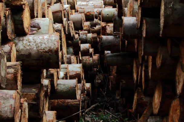 ユーカリの木は伐採され積み上げられ、コロンビアの農場で測定され後で処理されます - 写真・画像
