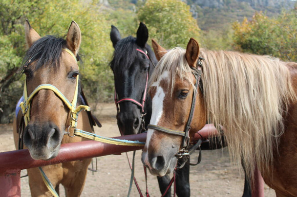 zblízka portrét tří koní přivázaných k dýmce čekající na jízdu na koni / foto portrét tří koní. zvířata jsou přivázána ke kovové trubce. koně jsou černí a hnědí. zvířata na procházky v horách. roční období je podzim. - Fotografie, Obrázek