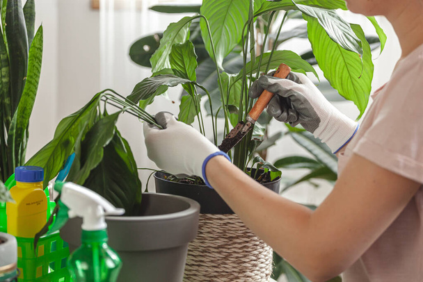 Μεταμόσχευση φυτών, φροντίδα των γυναικών houseplant και μεταμόσχευση houseplant σε γλάστρα - Φωτογραφία, εικόνα