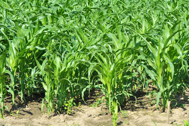 Im Sommer reift Mais auf dem Feld - Foto, Bild