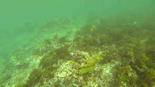 Prachtige kleurrijke koraalriffen en tropische vissen onder water bij Sainte Anne, Seychellen - Video