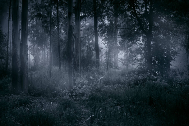 Magische mistige bossen bij zonsopgang. Omgerekend zwart-wit. Gekleurd blauw. - Foto, afbeelding