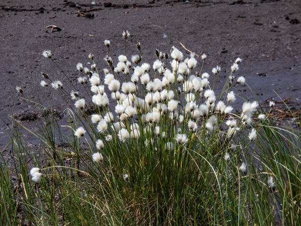 Csoportja Tussock gyapotfű (Eriophorum vaginatum) fehér bolyhos fürt a csúcsok a szárak - Fotó, kép