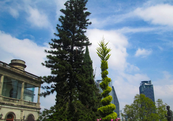les arbres qui donnent la nature à la ville qui en a tant besoin - Photo, image