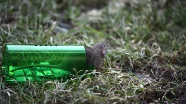 Μεγάλο γκρι ποντίκι ή μικρό ποντίκι που αλιεύονται σε πράσινο πλαστικό ανθρώπινη ποντικοπαγίδα, απελευθέρωση σε φρέσκο γρασίδι στο πάρκο - Πλάνα, βίντεο