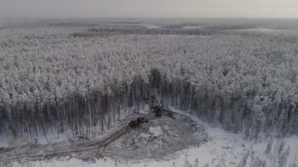 Forest harvester and forwarder drive into the winter forest. Cloudy winter day. Snow all around. Nearby sawn trees. Harvester logging a tree. The camera flies back and opens a panorama of the endless winter forest - Footage, Video