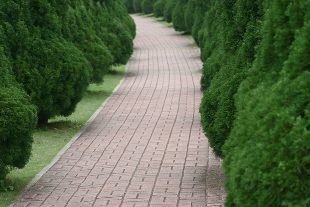 un sentier au milieu des arbres dans le parc à la source - Photo, image