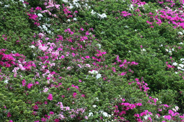 Piękny kwiat rododendronu w wiosennym ogrodzie. - Zdjęcie, obraz