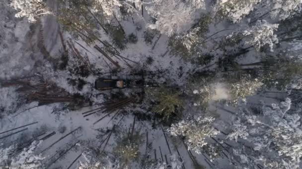 Ylhäältä alas Aerial näkymä metsänhakkuukone talvella metsässä. Sadonkorjuu puita. Puista sataa lunta. Puut putoavat maahan lumessa - Materiaali, video