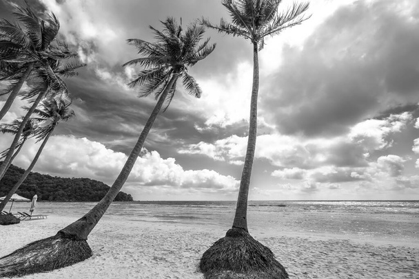 Seascape s tropickými palmami na krásné Sao písečné pláži na ostrově Phu Quoc, Vietnam - Fotografie, Obrázek