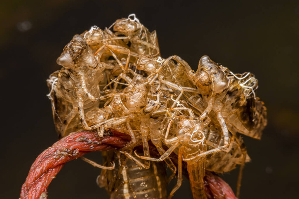 Κοντινό πλάνο πολλών λιωμένων λιβελούλων, μακροεντολή έντομο  - Φωτογραφία, εικόνα