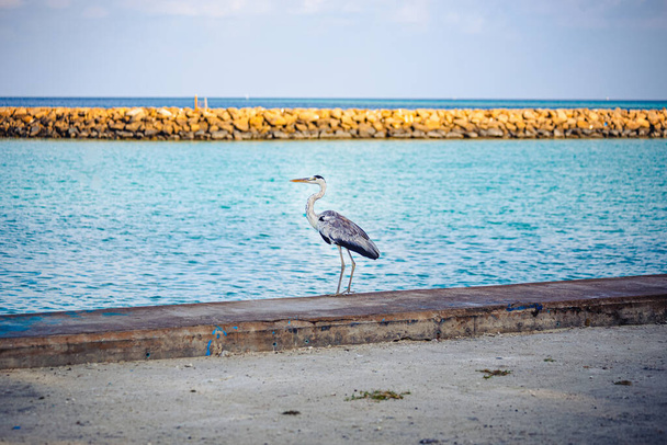 Cropped view of stork at the seaside, blurred sea on the background - Photo, Image