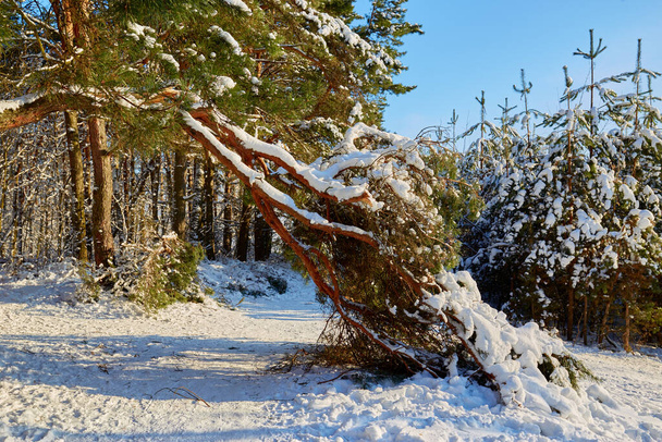 Сосновая ветка под тяжестью снега в виде арки в яркий солнечный день - Фото, изображение