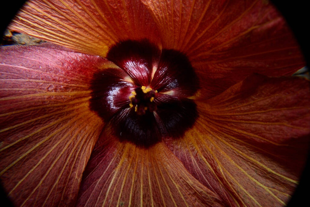 Közelről sötét vörös hibiszkusz virág - Fotó, kép
