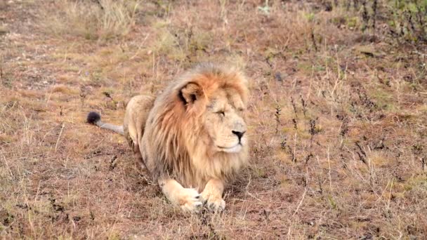 Divocí lvi hrdí na africkou savanu odpočívající v ranních paprscích východu slunce - Záběry, video