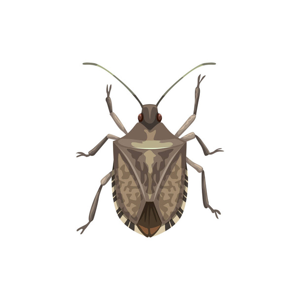Kalkan böceği ikonu, haşere kontrol böcekleri imha ve dezenfeksiyon servisi, vektör. Tarım ve bahçe böcek dezenfeksiyonu, kalkan böcek ilacı ve bitkiler parazit dezenfekte haşere kontrolü - Vektör, Görsel