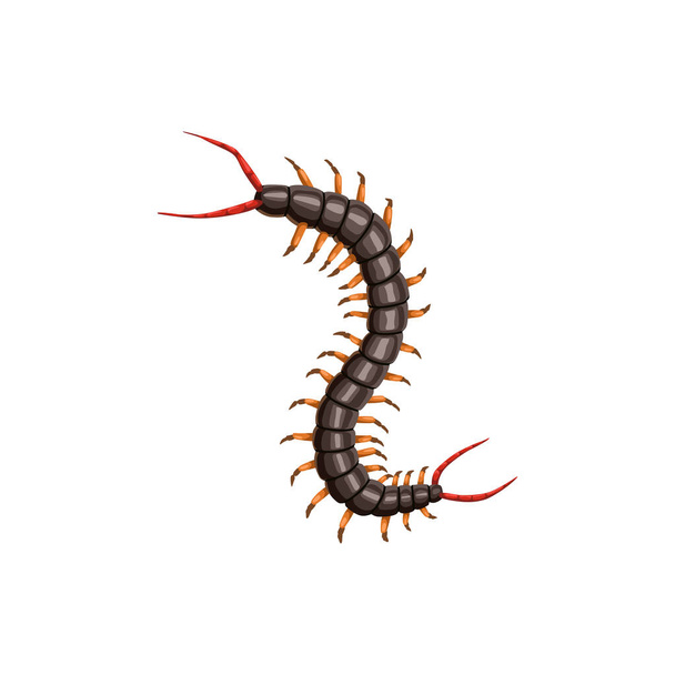 Centipede icon, pest control insects disinsection and extermination, vector. Centipede insect, agriculture and gardens pesticide disinfection, domestic parasites sanitary disinfestation pest control - Vector, Image