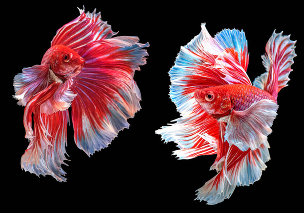 Mooie beweging van rode betta vis, Two Fancy Halfmoon Betta, Het ontroerende moment mooi van Siamees Vecht vis, Betta pracht, Ritmisch van Betta vis geïsoleerd op zwarte achtergrond. - Foto, afbeelding