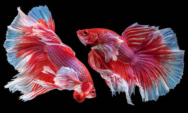 Красивое движение красной Бетта рыбы, две причудливые Halfmoon Бетта, движущийся момент красивый из сиамских боевых рыб, Бетта великолепие, ритмика Бетта рыбы изолированы на черном фоне. - Фото, изображение