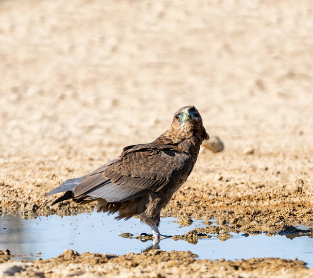 Ein Immateur Bateleur Eagle steht in einer Wasserpfütze zum Trinken im Kgalagadi, Südafrika - Foto, Bild