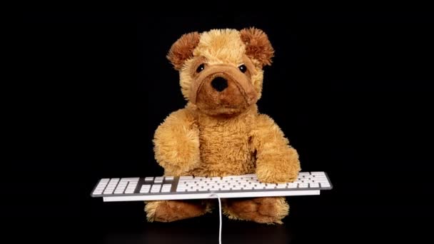 Teddy dog wpisujący na klawiaturze - Materiał filmowy, wideo