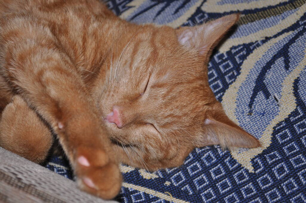 Red cat sleeps on bed - Photo, Image