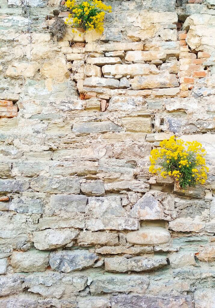 Arbustos con pequeñas flores amarillas que crecen en la pared de la antigua fortaleza, Kamenets-Podolsky, Ucrania  - Foto, Imagen
