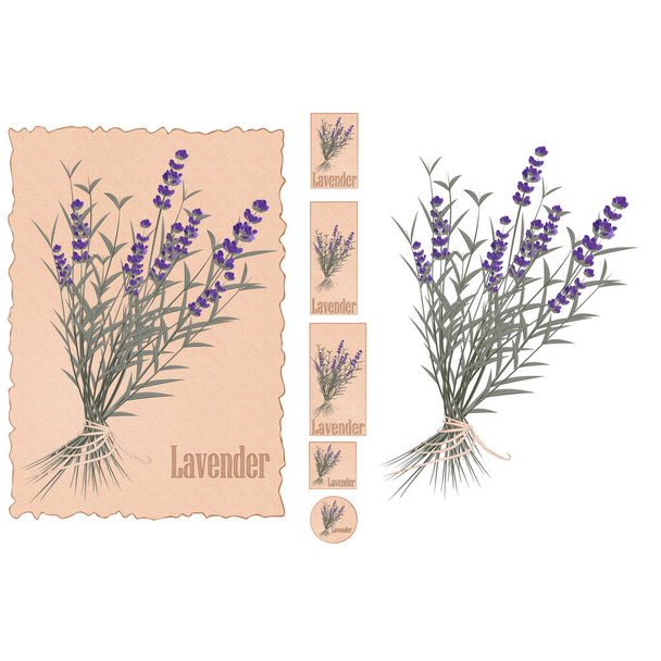 Ilustrace levandulového vektoru léčivé rostliny. Sada levandulových květinových štítků na starém papíře pozadí. - Vektor, obrázek