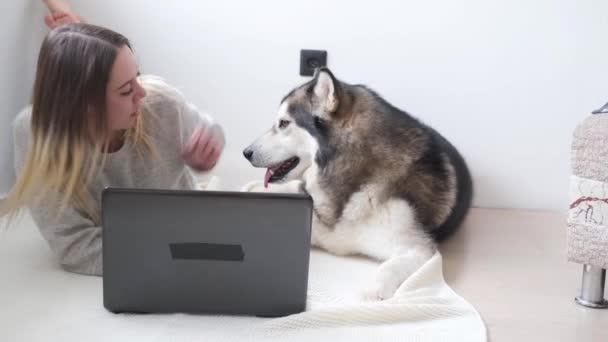 4k. Běloška s malamutským psem, co pracuje doma. Notebook - Záběry, video