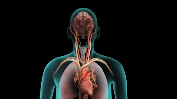 Órganos Internos Humanos Pulmones con Anatomía Cerebral - Metraje, vídeo