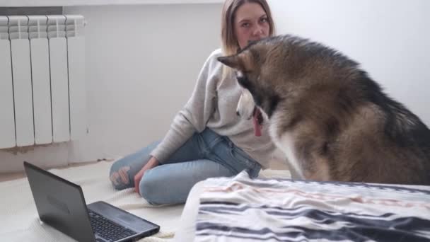 4k. žena trénuje malamutského psa. Notebook. Domovská kancelář. - Záběry, video