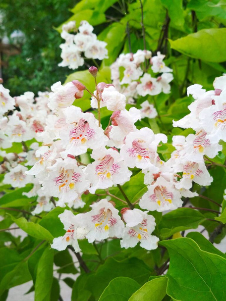 Bílý katalpa v plném květu, přírodní pozadí  - Fotografie, Obrázek
