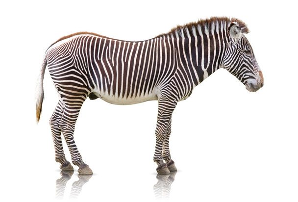 Zebra na białym tle - Zdjęcie, obraz