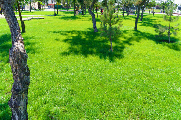 φωτεινό πράσινο φόντο γρασίδι σε ένα πάρκο της πόλης σε μια ηλιόλουστη μέρα, σκιές δέντρων στο γκαζόν - Φωτογραφία, εικόνα