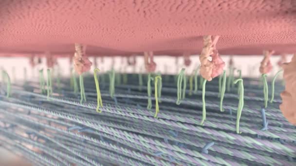 Receptory powierzchniowe komórek, białka membranowe zintegrowane - Materiał filmowy, wideo