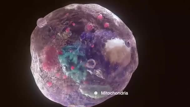 Sejtszerkezet és -összetevők, mitokondriumok, sejtmag és citoplazma - Felvétel, videó