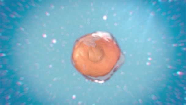 Hücre bölünmesi bir ebeveyn hücrenin iki veya daha fazla kız hücreye bölünme sürecidir.. - Video, Çekim