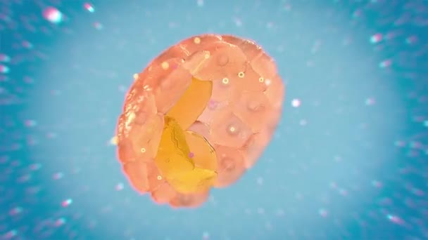 A sejtosztódás az a folyamat, amellyel az anyasejt két vagy több leánysejtre oszlik. - Felvétel, videó