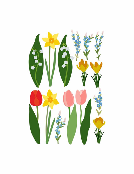 fiori primaverili tulipani narcisi  - Vettoriali, immagini