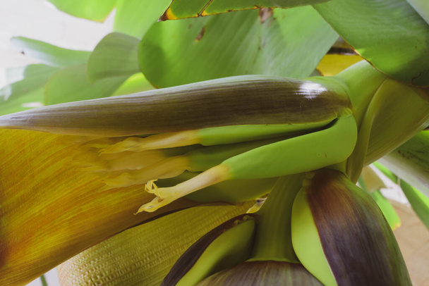 Beautiful Cyprus nature. Banana flower. - Photo, Image